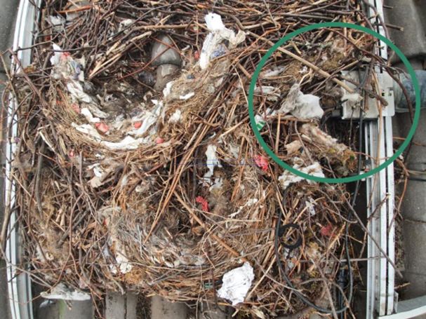 Vogelnest unter Solarmodul